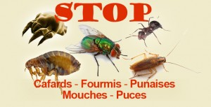 stopinsectes